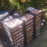 انار درجه یک طشک|خوردنی و آشامیدنی|شیراز, آزادی|دیوار