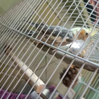 پرنده عروس هلندی|پرنده|قم, دروازه ری|دیوار