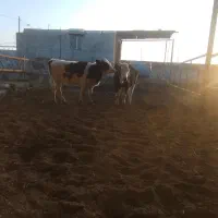 یک راس جوانه یک راس تلیسه  بفروش می رسد