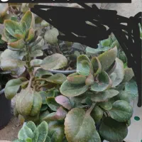 گل های طبیعی|گل و گیاه طبیعی|تربت جام, میان جام|دیوار