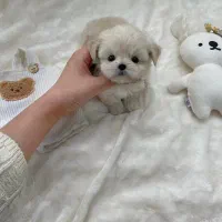 poodle(پودل کراس)|سگ|تهران, قلمستان|دیوار