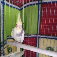 عروس هلندی ماده بالغ و مولد