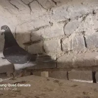 چهار عدد مسافتی گرفتنی
