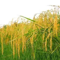 برنج دم سیاه|خوردنی و آشامیدنی|آزادشهر, |دیوار