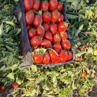 بذر گوجه افرا