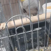 عروس هلندی|پرنده|ری, سیزده آبان|دیوار