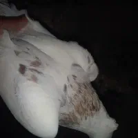 رنگی|پرنده|رامهرمز, |دیوار