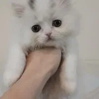 گربه پرشین ماده|گربه|تهران, انبار نفت|دیوار