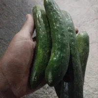 خیار سالادی
