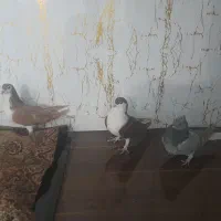 سه‌عدد‌کفتر‌شهرستانی
