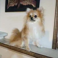 سگ پامرین|سگ|گرگان, |دیوار