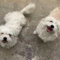 دو قلاده سگ ماده اشپیتز  و نر پودل کاملاسالم