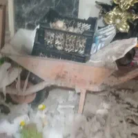 فرقون