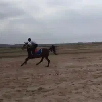 رامشیر|اسب و تجهیزات اسب‌سواری|رامشیر, |دیوار