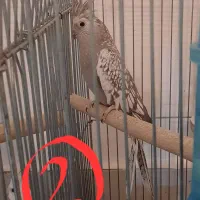 فروش عروس هلندی آلبینو|پرنده|شیراز, شهرک برق|دیوار
