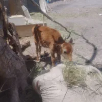 یک گاووگوساله