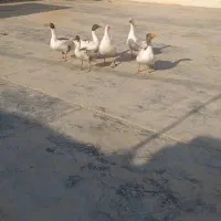 غاز نر وماده جوان|حیوانات مزرعه|چغادک, |دیوار