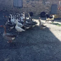 قاز و قوقاز|حیوانات مزرعه|بانه, |دیوار