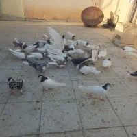 کفتر کبوتر|پرنده|سبزوار, توحیدشهر|دیوار