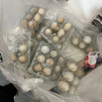 تخم مرغ محلی|خوردنی و آشامیدنی|اصفهان, آزادان|دیوار