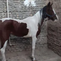 اسب مادیان سرخ پوستی بسیار آرام|اسب و تجهیزات اسب‌سواری|بندرعباس, |دیوار