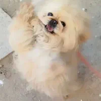 سگ پیکینیز امپریال