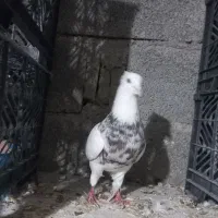 طوقی نر الماسی خال سیاه اجری همه چی تو عکس مشخص|پرنده|دره شهر, |دیوار