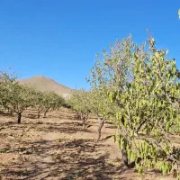 باغ/بادام مامایی/مجوزساخت/استخر/سند|فروش دفتر صنعتی، کشاورزی، تجاری|بن, |دیوار