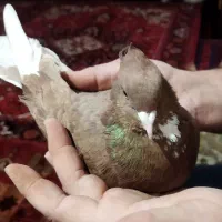 شازده پرشی|پرنده|ابهر, |دیوار