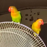 گمشده طوطی برزیلی|حیوانات|الوند, |دیوار