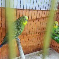 فنچ برزیلی مرغ عشق