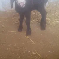 بره شیری.روستا رزینی