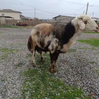 قوچ|حیوانات مزرعه|سیمین شهر, |دیوار