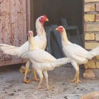 ۱خروس لاری ۲تا مرغ لاری|پرنده|خواف, |دیوار