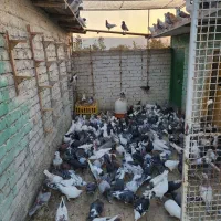 دسته پلاکی جوجه های یک ساله