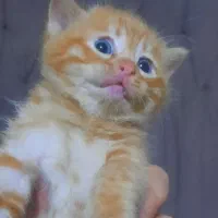 بچه گربه بریتیش جینجر نر