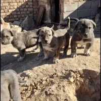 سه عدد توله یک عدد ماده  و دو عدد توله نر