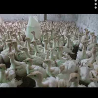 جوجه بوقلمون گوشتی|حیوانات مزرعه|چابهار, |دیوار