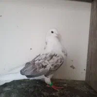 کبوتر پشتار