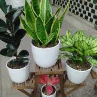 گلسرای آوای ارغوان