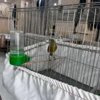 قناری مرغ عشق عروس هلندی|پرنده|تهران, افسریه شمالی|دیوار