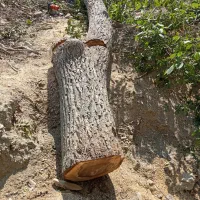 خریدارانواع چوب باغی|خدمات باغبانی و درختکاری|فیروزکوه, |دیوار