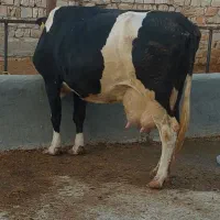 گاو تازه زا آبستن نیست بدون گوساله ۲۵کیلو شیر|حیوانات مزرعه|کرمانشاه, |دیوار