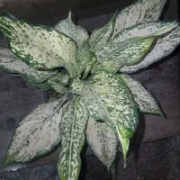 گل و گلدان پتوس و|گل و گیاه طبیعی|قم, باغ پنبه|دیوار