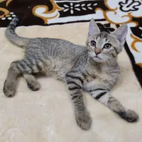 واگذاری بچه گربه
