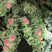 باغبانی و رسیدگی کلی|خدمات باغبانی و درختکاری|مراغه, |دیوار