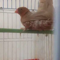 فنج فول اورنج|پرنده|اهواز, کوی مندلی(سه راه خرمشهر)|دیوار