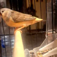 فنچ ماده فول اورنج گرید A+ مولد|پرنده|تهران, دبستان|دیوار