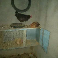 مرغ تخم گذار محلی|حیوانات مزرعه|لامرد, |دیوار