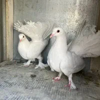 کبوتر دم چتری اصل و‌بلژیکی‌